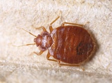 La King Los Angeles Bed Bug Exterminator