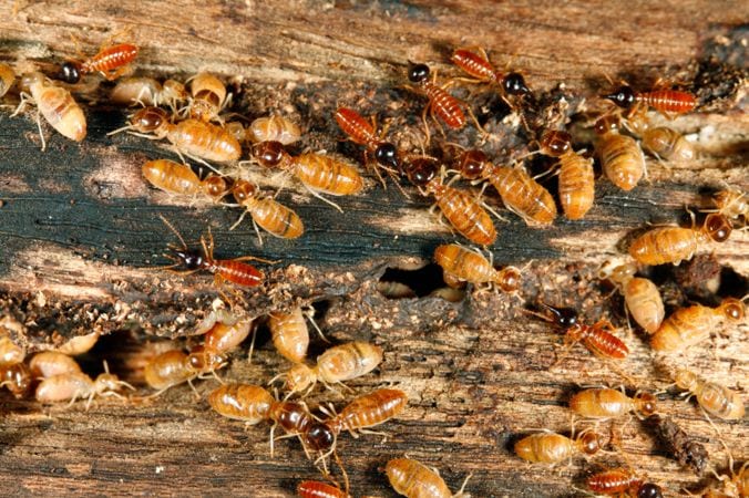 Termite Infestation