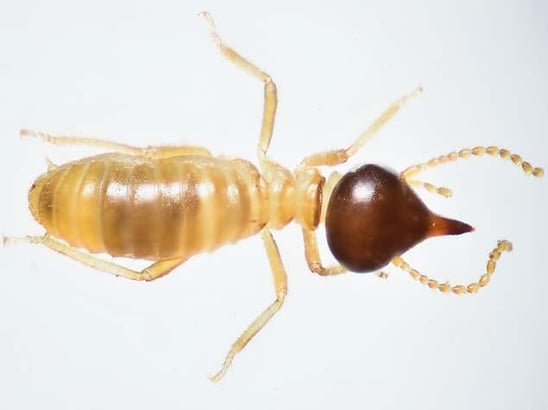 Termite Identification Guide