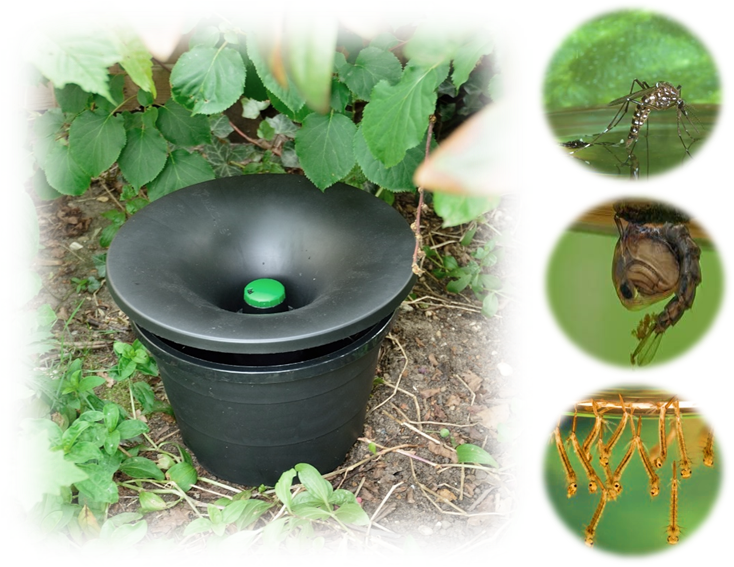 in2care-trap-and-aedes