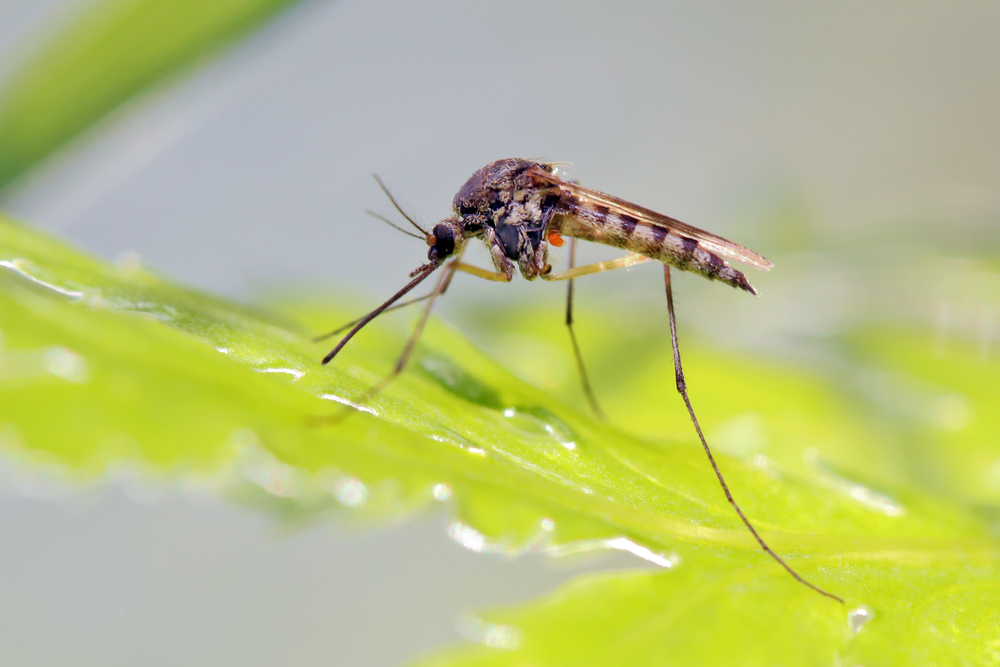 Mosquito Control