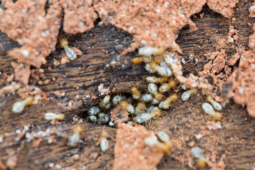 Termite control, termite extermination