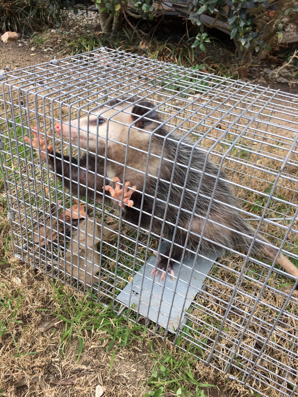 Animal Trapping and Exclusion