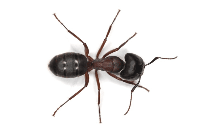 ant control, ant extermination