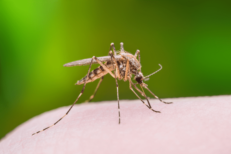 Mosquitoe Control, mosquito extermination